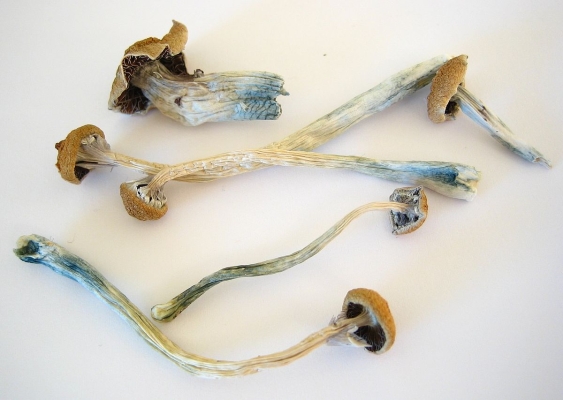 Growing Magic Mushrooms in 7 simple Steps – Mushroom Growkit Manual