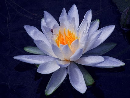 Wat is Blauwe Lotus? Vragen over deze psychoactieve bloem beantwoord