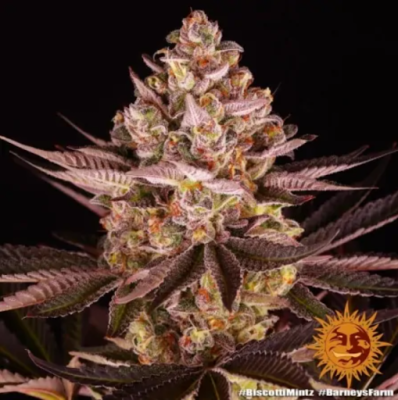 New Barney’s Farm Cannabis Seeds - Review