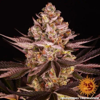 Nuovi semi di cannabis Barney's Farm - Recensione