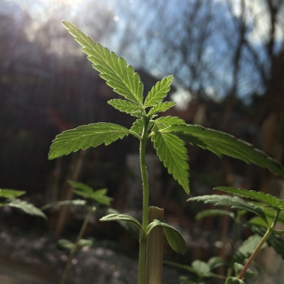 Stap in het paradijs met deze 5 nieuwe strains van Paradise Seeds – Cannabis Wietzaden Review 