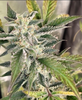 Cannabis: Informe de cultivo interior - RQS Northern Lights Automatic