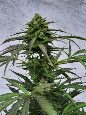 Super Sativa Seed Club: Best Cannabis Seeds? Discover Strain Auto Bruce Lemon Diesel