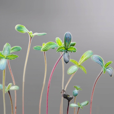 Cultivo de cannabis ao ar livre