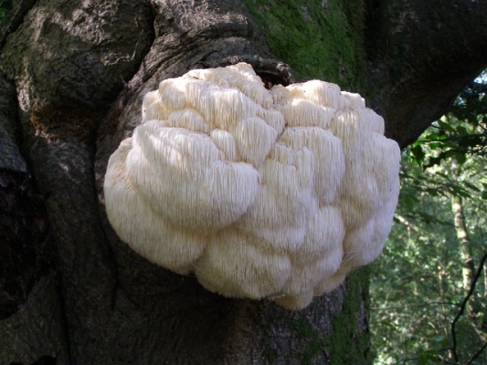 Medicinale Paddenstoelen: Hoe gebruik je Reishi, Chaga en Lion’s Mane?