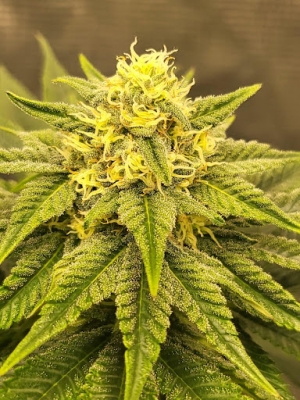 Corte e Pirulito: Várias Técnicas de Cultivo de Cannabis