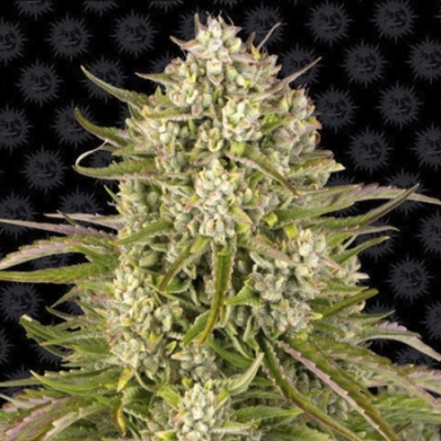 Barneys Farm Wedding Cake Auto – Revisión de semillas de cannabis