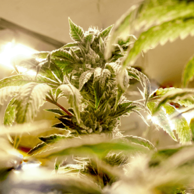 Cannabis cultivation in Germany: A beginner's guide