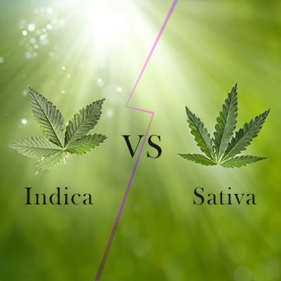 Scopri la verità su indica vs sativa cannabis