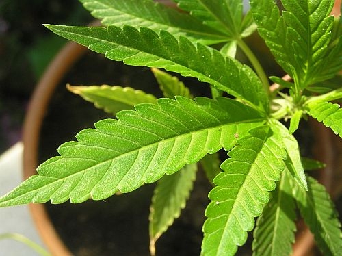 Tips voor gezonde (Cannabis) Planten
