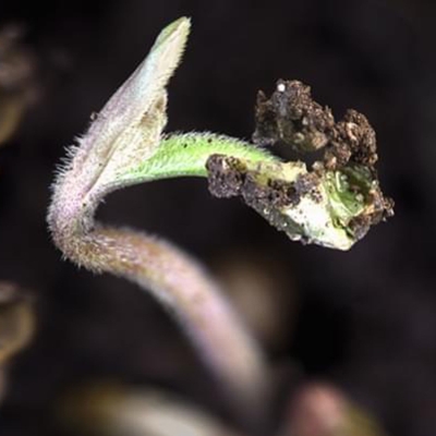 Germinating Cannabis Seeds: a quick start