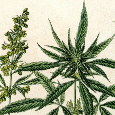 Diferenças entre Sativa, Indica e Ruderalis