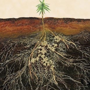 Culture de cannabis biologique