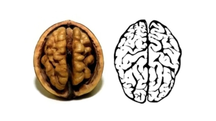 Psilocybine et Lion's Mane: cerveau sain