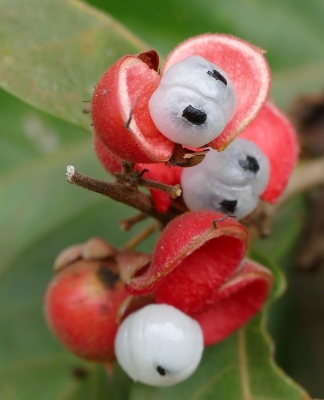 Guarana: een overzicht