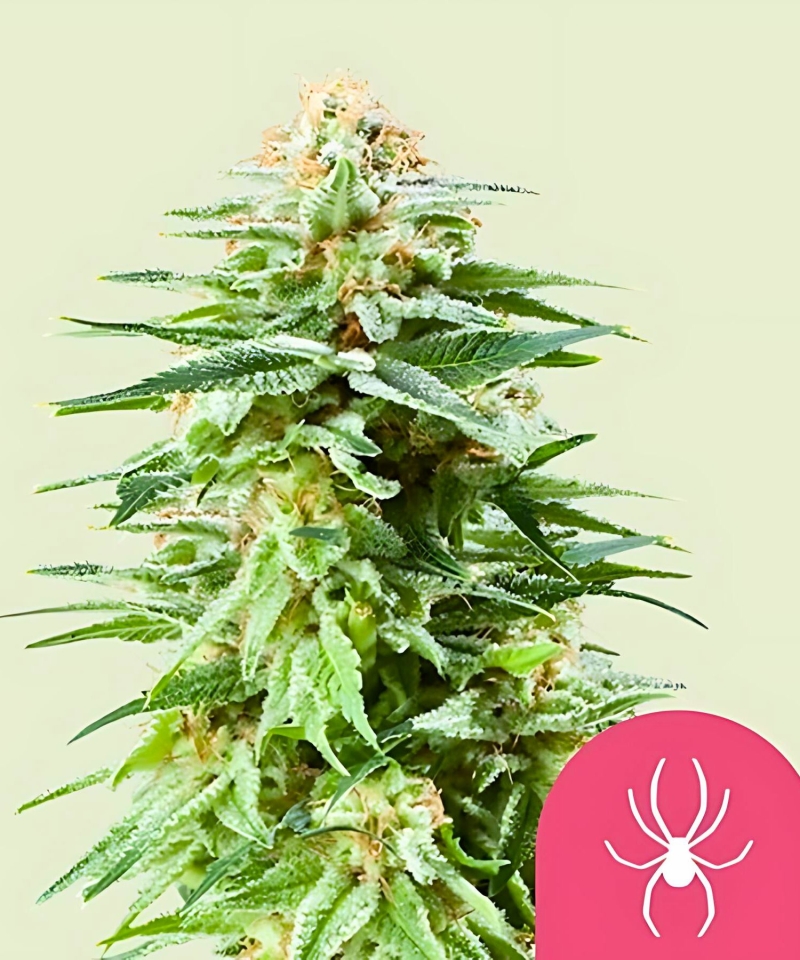 White Widow-Pflanze