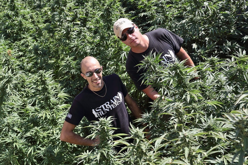 Green House Seed Company Arjan et Franco