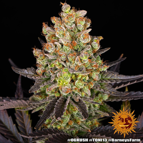 HappyBuds Zkittlez CBD Blüten 1g - 3g