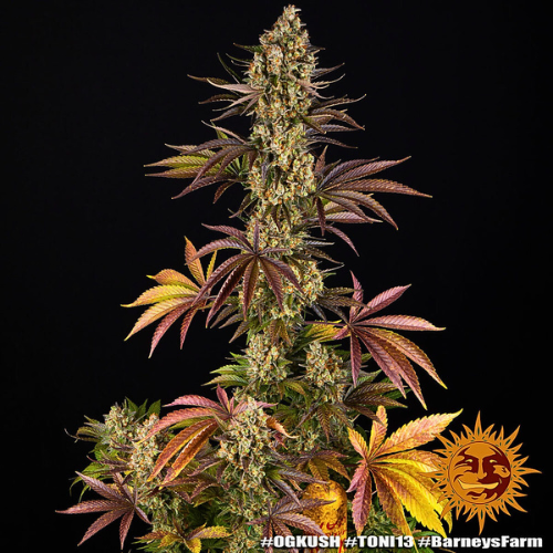 OG Kush Cannabissorte | Alle Informationen | Sirius