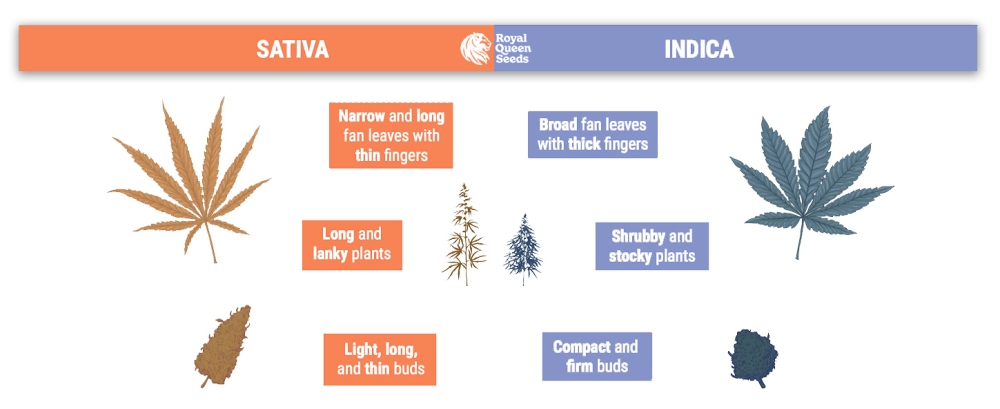 sativa vs indica royal queen seeds