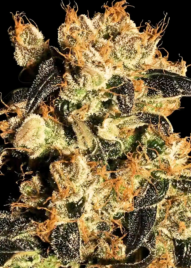 White Berry Cannabis