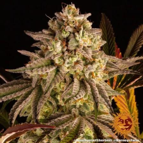 Sunset Sherbert strain 