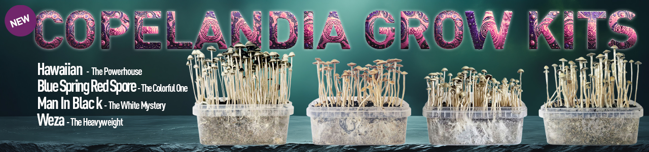 Copelandia Growkits