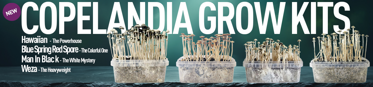 Copelandia Growkits