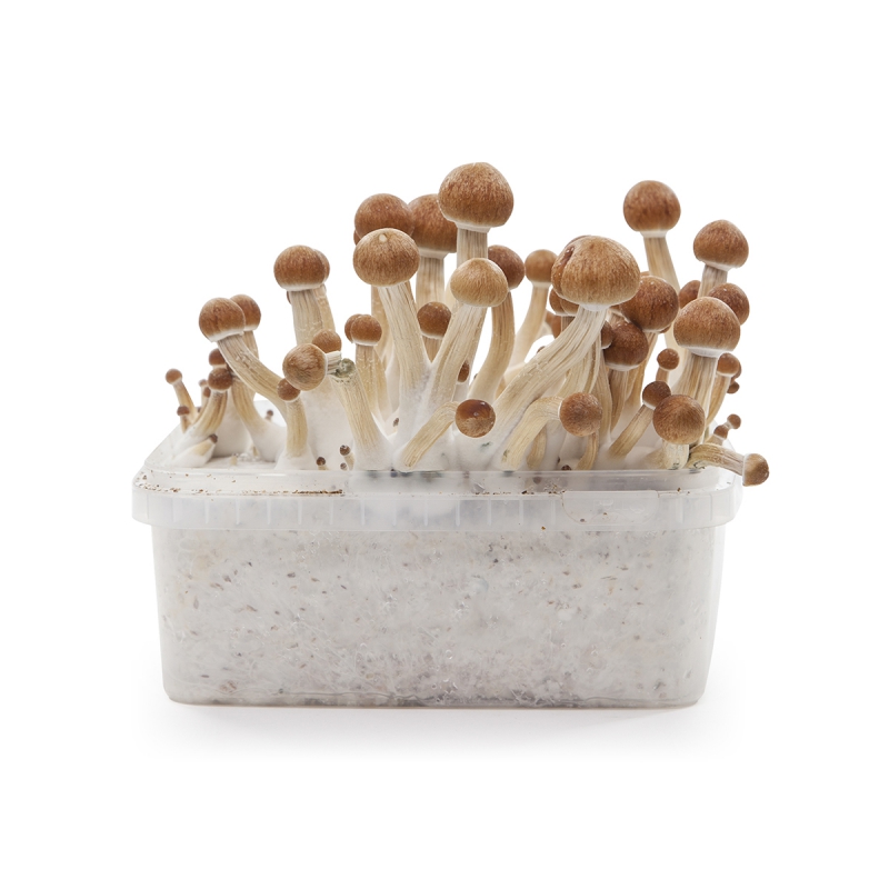 Achetez votre kit de culture de champignons colombien ici