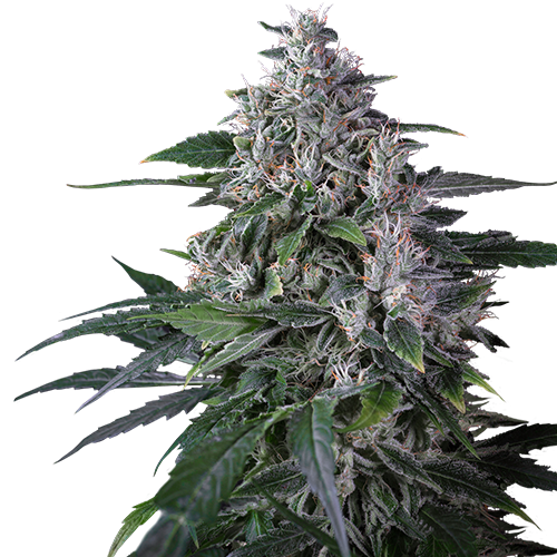 Buy Karel's Haze cannabis seeds - Super Sativa Seed Club | Sirius