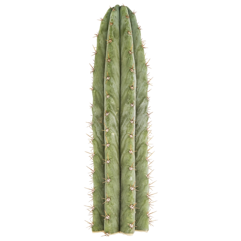 Semente de Cactus: Cacto N'Pele