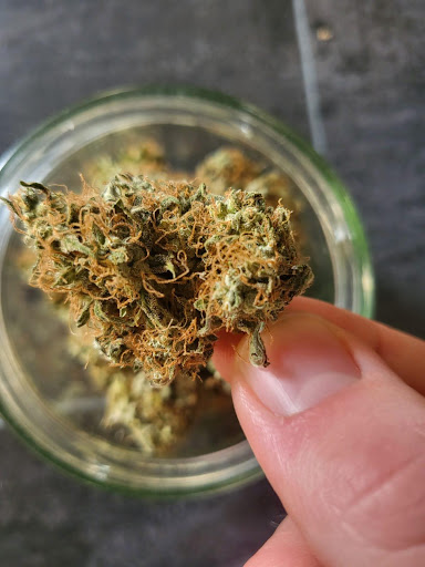 Curando cannabis