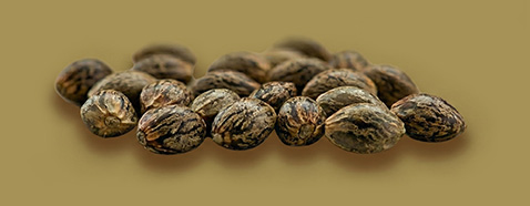 barneys farm best seeds