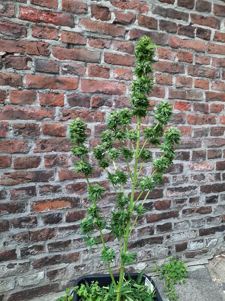 harvesting bruce diesel auto