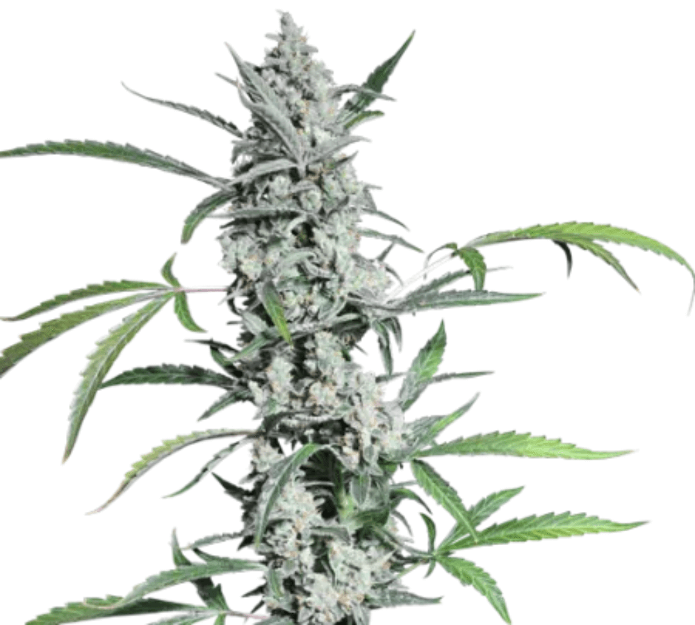 flor de cannabis