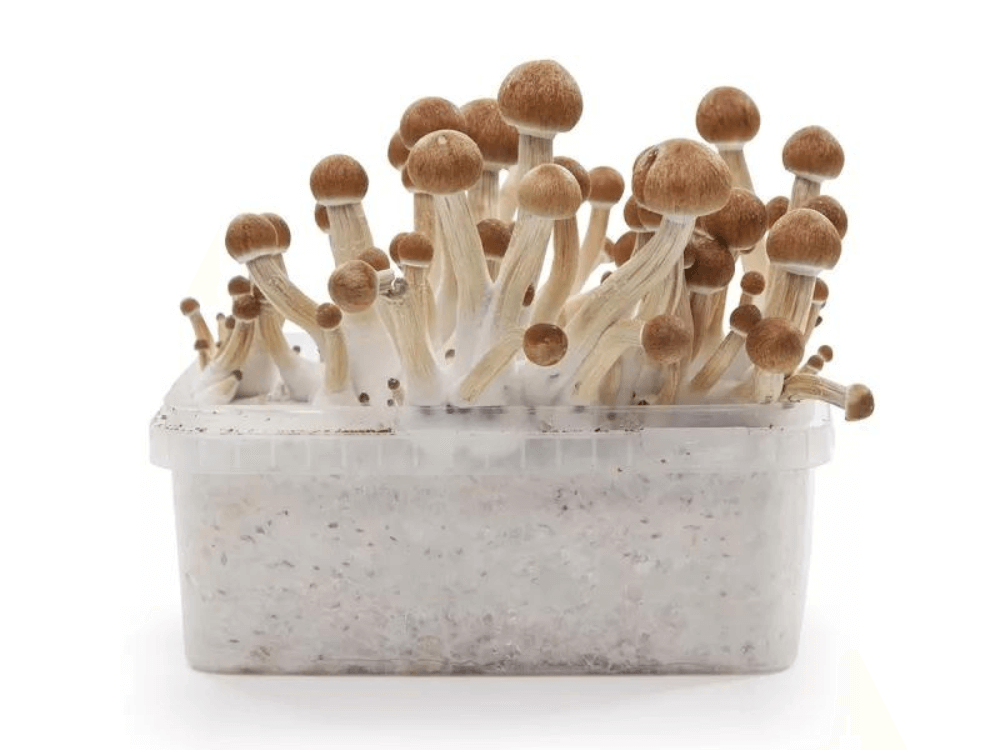 kit de culture de champignons magiques